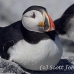 puffin_atlantic_msi_h_1873_can1495.jpg